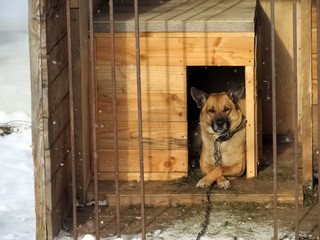 Spring day, a dog in a good mood