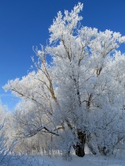 Winter beauty on the outskirts of the village