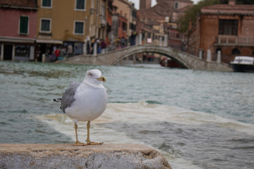 Veneza