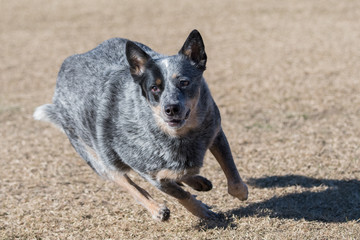 Cattle dog in the grass chasing a disc