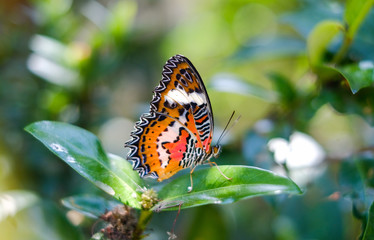 Butterflies in the garden