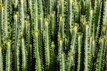 green fern background