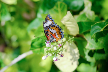 Butterflies in the garden