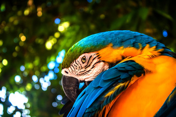 colorful macaw parrot © Christiano