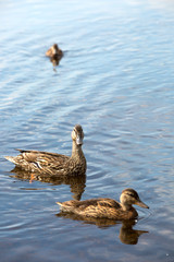 Mother duck and her ducklings in a lake