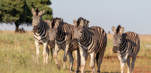 Fototapeta na wymiar Four plains zebra friends walking toether
