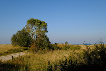 Obraz premium Landschaft im Nationalpark Vorpommersche Boddenlandschaft zwischen Müggenburg bei Zingst, Osterwald und Sundischer Wiese, Mecklenburg Vorpommern, Deutschland