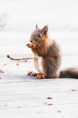 Ecureuil en train de manger