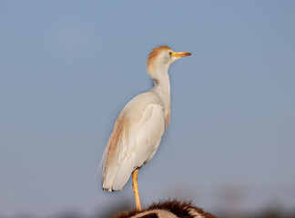 Western cattle egret (Bubulcus ibis)  in breeding colour