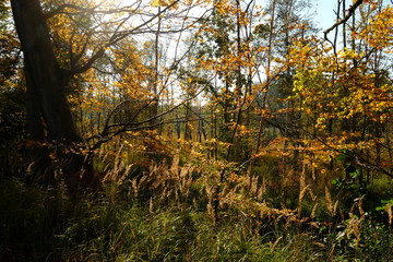 Landschaft im Nationalpark Vorpommersche Boddenlandschaft zwischen Müggenburg bei Zingst, Osterwald und Sundischer Wiese, Mecklenburg Vorpommern, Deutschland