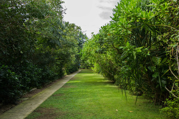 A beatiful pathway under the trees