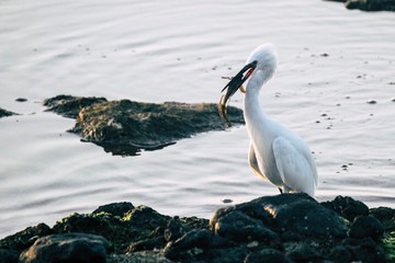 Seagull with fish ready to eat some food standing at the beach near the water of the ocean - freedom and wildlife animals concept - outdoor oceanic nature