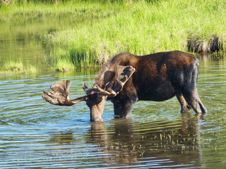 Big bull moose in wonderlake