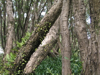 Obraz premium Wellington. Nature in New Zealand