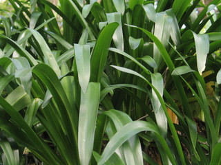 Obraz premium Wellington. Nature in New Zealand