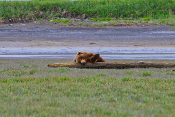 Fototapeta premium A playful bear in katmai
