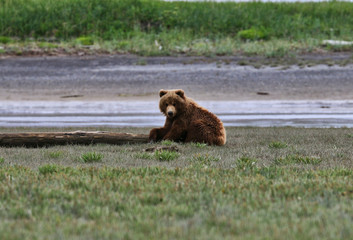 Obraz premium A playful bear in katmai