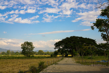 landscape with trees and blue sky