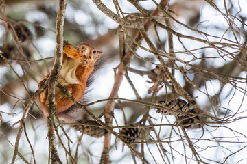 Petit écureuil roux dans un arbre