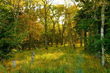 Landschaft im Nationalpark Vorpommersche Boddenlandschaft zwischen Müggenburg bei Zingst, Osterwald und Sundischer Wiese, Mecklenburg Vorpommern, Deutschland