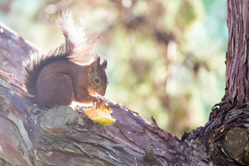 Petit écureuil roux dans un arbre