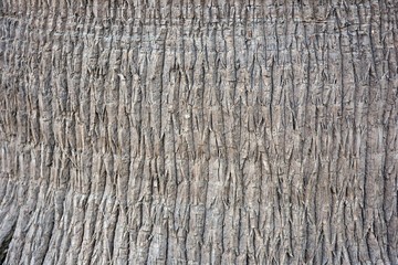 Textura tronco palmera