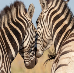 Two plains zebra touching