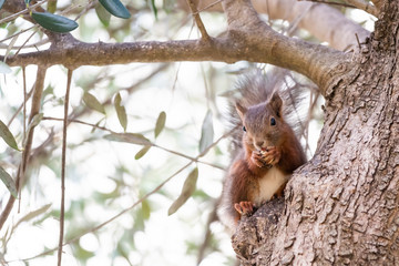 Petit écureuil roux dans un arbre
