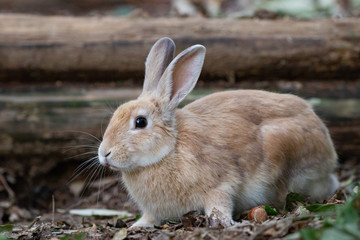Fototapeta premium 野生のウサギ -うさぎの楽園 大久野島-