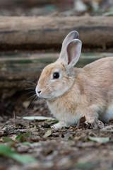 Fototapeta premium 野生のウサギ -うさぎの楽園 大久野島-