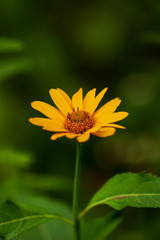 Fototapeta premium Flowers