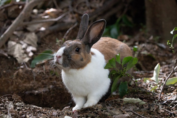 Fototapeta premium 野生のウサギ -うさぎの楽園 大久野島-