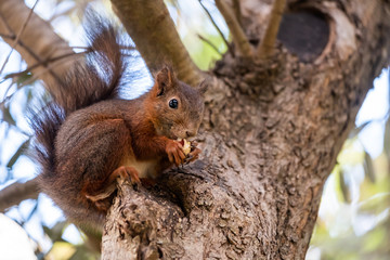 Petit écureuil roux dans un arbre