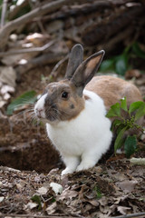 Fototapeta premium 野生のウサギ -うさぎの楽園 大久野島-
