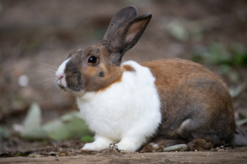 野生のウサギ -うさぎの楽園 大久野島-