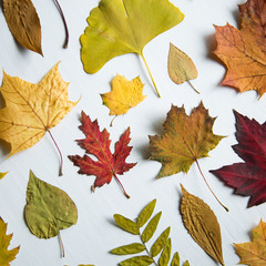 Colorfull maple tree leaf on white background