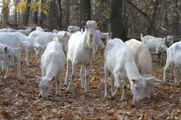 goats on the forest © Ярослав Абашкин