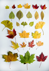 Colorfull maple tree leaf on white background