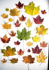 Colorfull maple tree leaf on white background
