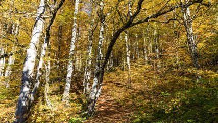 Beautiful autumn forest. Krasnaya Polyana, Russia.