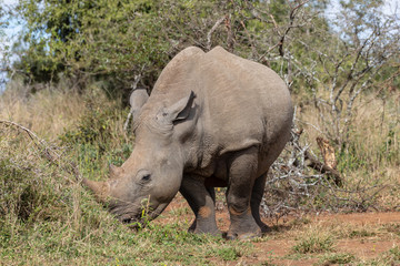 Obraz premium Nashorn 7