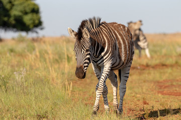 Walking zebra with two playing in background