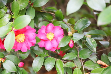 冬の花　赤い椿の花