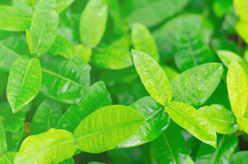 Fototapeta na wymiar Natural green leaves background, the bokeh effect,Abstract seasonal backgrounds