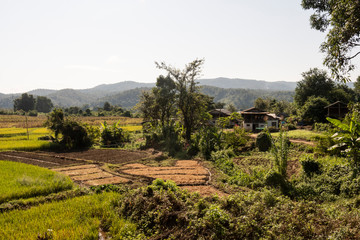 Fototapeta na wymiar Campos de arroz en las montañas birmanas. Myanmar