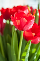 red tulips in sunlight