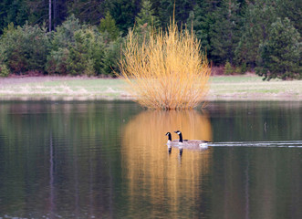 A pair of Canada Geese swim through an orange reflection