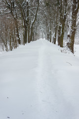 Snowy alley in the winter park.