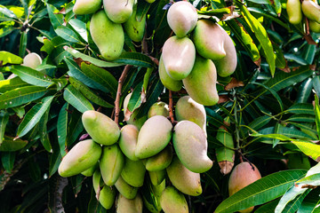mango on a tree