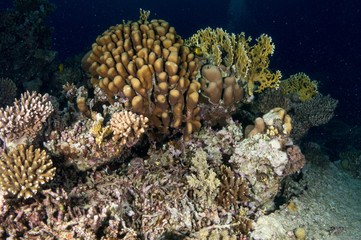 seabed with underwater life
